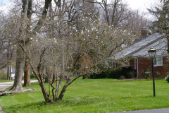 Magnolia-Trees-102