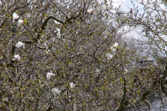 Magnolia-Trees-103