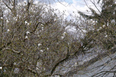 Magnolia-Trees-104