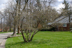 Magnolia-Trees-108