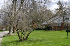 Magnolia-Trees-109