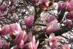 Magnolia-Trees-11