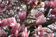 Magnolia-Trees-11