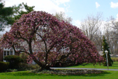 Magnolia-Trees-110