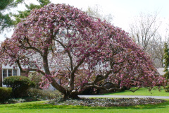 Magnolia-Trees-111