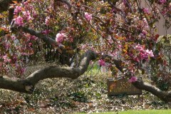 Magnolia-Trees-112