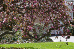 Magnolia-Trees-113