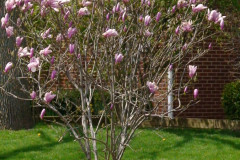 Magnolia-Trees-114
