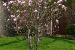 Magnolia-Trees-115