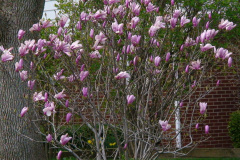 Magnolia-Trees-116