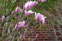 Magnolia-Trees-117