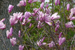 Magnolia-Trees-118
