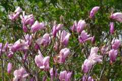 Magnolia-Trees-119