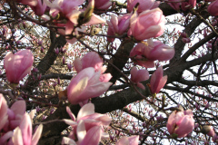 Magnolia-Trees-12