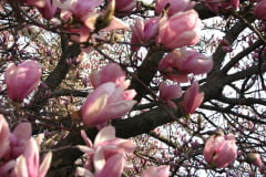 Magnolia-Trees-12