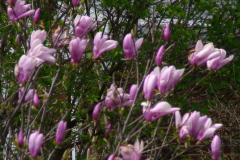Magnolia-Trees-120