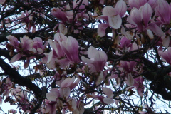 Magnolia-Trees-122