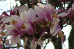 Magnolia-Trees-123