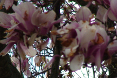 Magnolia-Trees-124