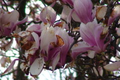 Magnolia-Trees-125