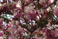 Magnolia-Trees-126