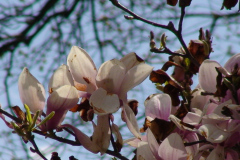 Magnolia-Trees-127