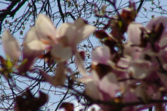 Magnolia-Trees-128