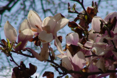 Magnolia-Trees-129