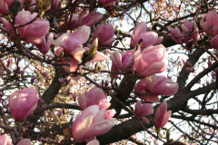 Magnolia-Trees-13