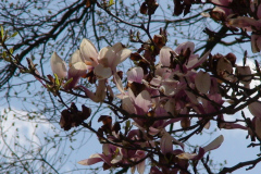 Magnolia-Trees-130