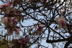 Magnolia-Trees-131