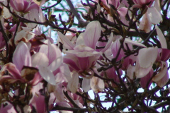 Magnolia-Trees-132