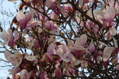 Magnolia-Trees-133