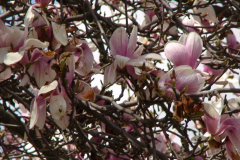 Magnolia-Trees-134