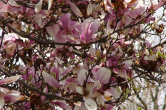 Magnolia-Trees-135
