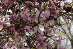 Magnolia-Trees-136
