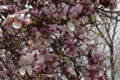 Magnolia-Trees-137