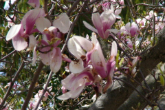 Magnolia-Trees-138