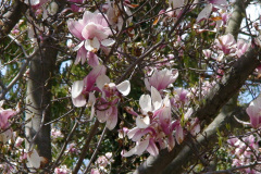 Magnolia-Trees-139