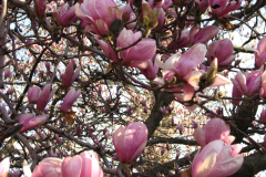 Magnolia-Trees-14