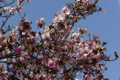 Magnolia-Trees-140