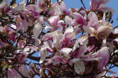 Magnolia-Trees-141