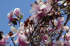 Magnolia-Trees-142