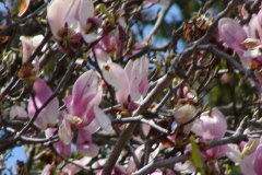 Magnolia-Trees-143