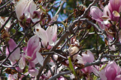 Magnolia-Trees-144