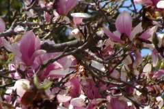 Magnolia-Trees-145