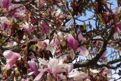 Magnolia-Trees-146