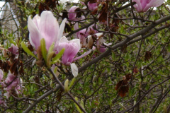 Magnolia-Trees-147