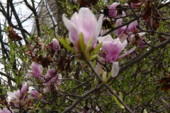 Magnolia-Trees-148
