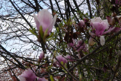 Magnolia-Trees-149